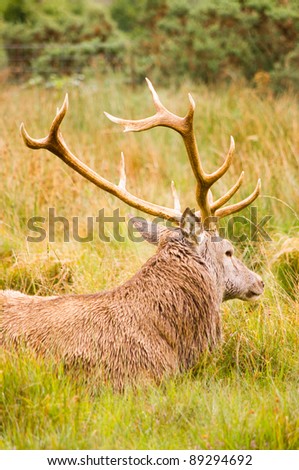 Red Deer Stag (cervus elaphus) at rest / Red deer resting in field after eating