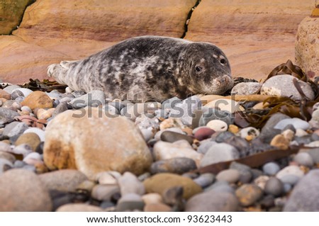 Harbour seal / Harbour seal resting on pebble beach waiting for the tide to come back in