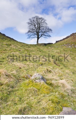 Hadrians Wall sycamore gap vertical / Iconic tree at Sycamore Gap on Hadrians Wall