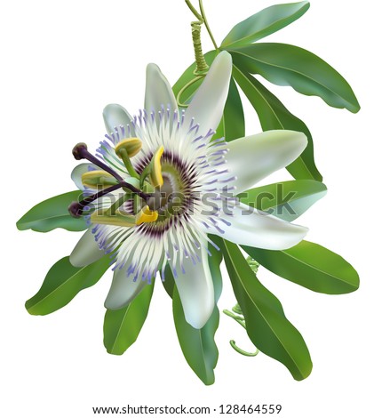 Passion flower white. Photo-realistic vector