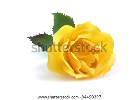 Yellow Colour Roses