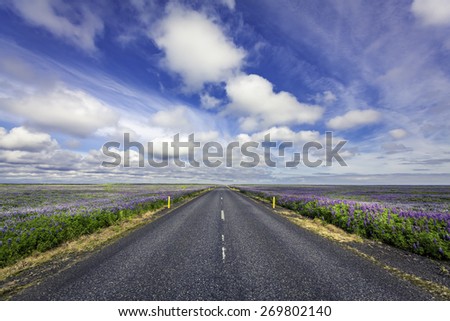 Lavender flowers by empty asphalt road in South Iceland