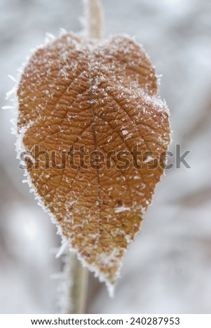 Frost leave