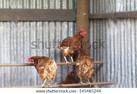 Chickens on perch in hen house with one chicken looking at camera