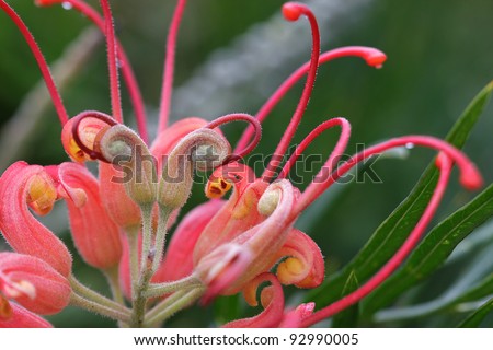 Flower of Grevillea Australian native plant in garden