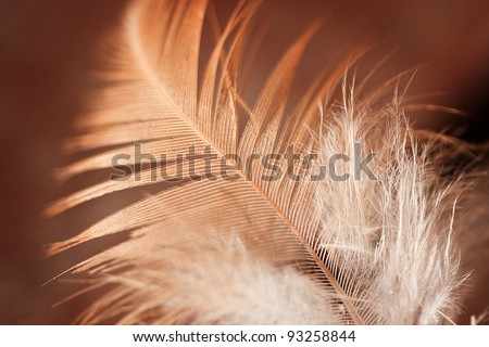 Close up of feather against golden brown background