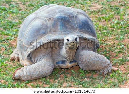 Aldabra giant tortoise (Aldabrachelys gigantea), from Seychelles islands one of the largest in the world.