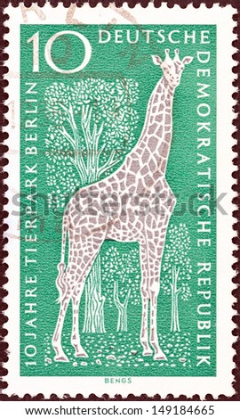 GERMAN DEMOCRATIC REPUBLIC - CIRCA 1965: A stamp printed in Germany issued for the 10th anniversary of East Berlin Zoo shows Giraffe, circa 1965.