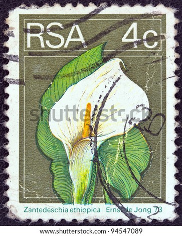 SOUTH AFRICA - CIRCA 1974: A stamp printed in South Africa shows an Arum lily (Zanthedeschia ethiopica) flower, circa 1974.