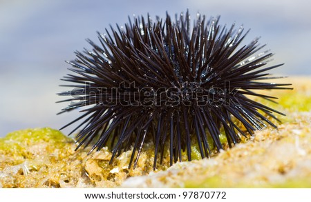 Sea urchin on a rock by the sea