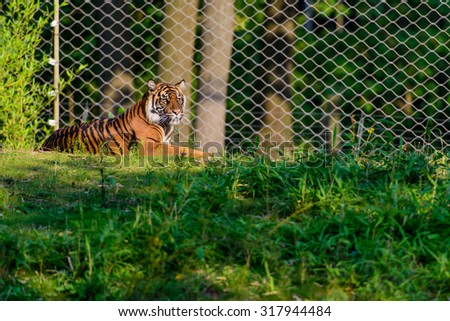 A tiger in captivity lying in the grass looking around behind a fence