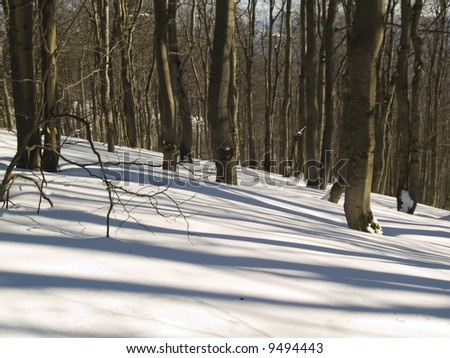 Dark forest in winter. Sunny day beauty shadows and white snow