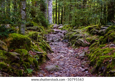 Small stony path in green dark forest, Pyrenees