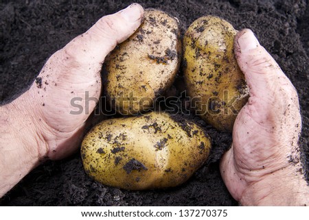 Potato harvesting