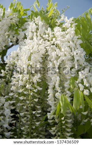 flowers white wisteria
