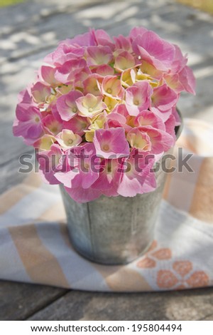The flower pink hydrangea in full bloom in late spring