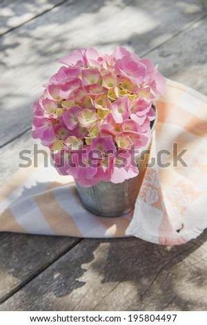 The flower pink hydrangea in full bloom in late spring