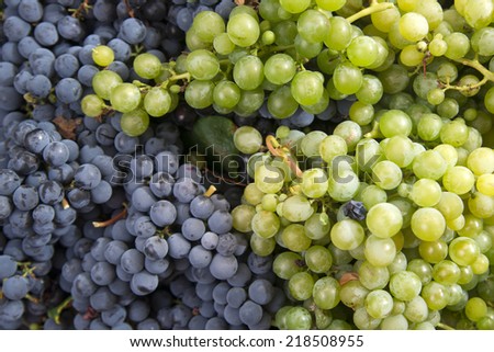 End of September, the time of the grape harvest