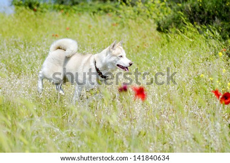 White siberian husky dog portrait outdoors. Beautiful hunting husky running on flowering green field on a sunny day, showing its tongue