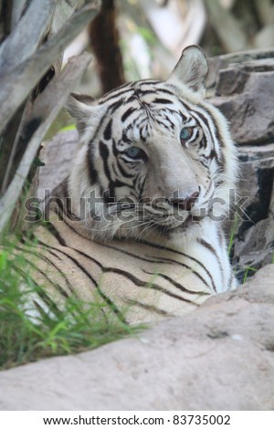 White Tiger with Blue Eyes