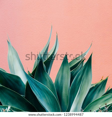 Plants on pink fashion concept. Green on pink wall background.  Minimal plant design