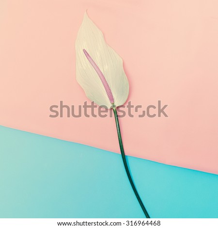 Calla  Flower  Minimal vanilla style design