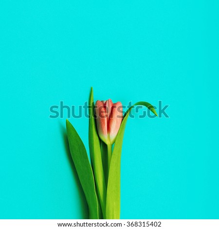 Red Tulip on blue background. Minimalism photo