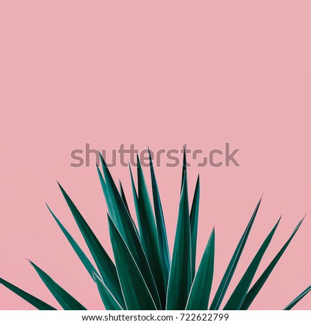 Plant on pink.  Tropical Greens  minimal art design