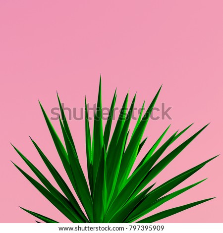 Plant on pink. Plant lovers. minimal concept