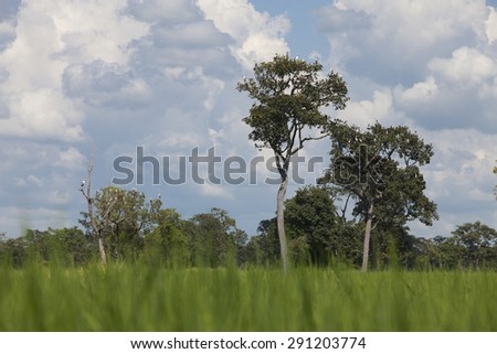 Rice fields ,Birds and sky