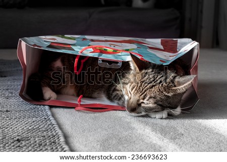 sleeping cat in a christmas bag