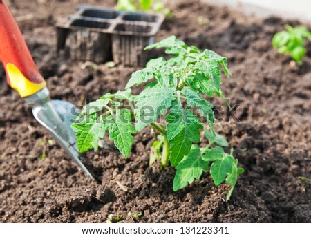 planting tomato seedling in ground