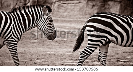 Two zebras, half and half