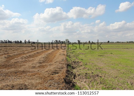field with green half and brown half