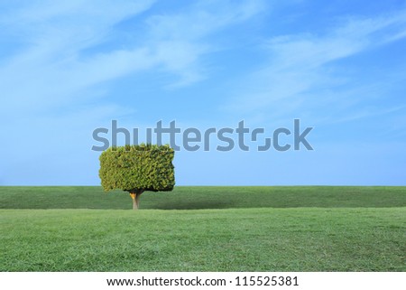 Ficus tree in grass with clear sky