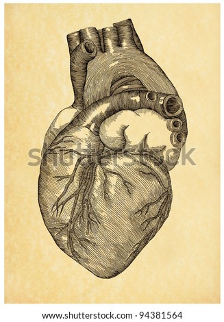 vintage heart illustration