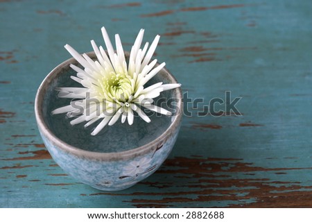 Chrysanthemum flower in small cup on blue wood rustic table