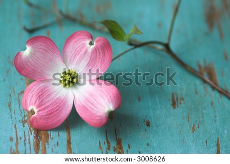 Dogwood+flower