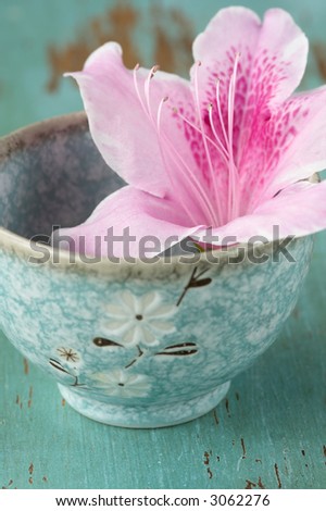 Close up of Pink Azalea flower in bowl