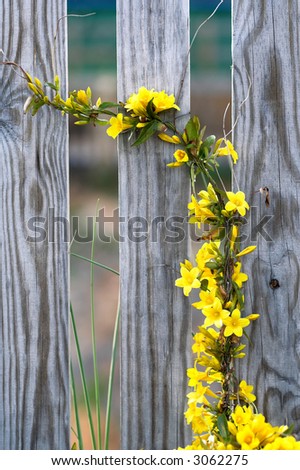 Climbing Yellow Flower Vine