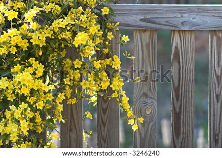 Flower Vine on wood fence