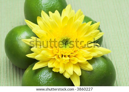 Yellow mum flower and limes