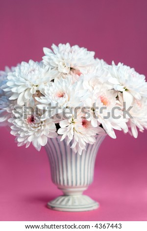 Mum flowers with pink background