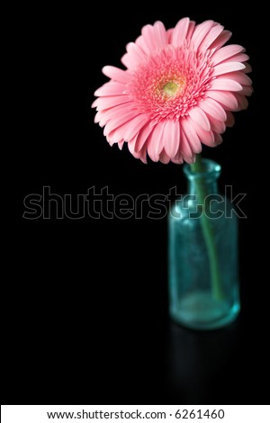 Pink+daisy+flower+pictures