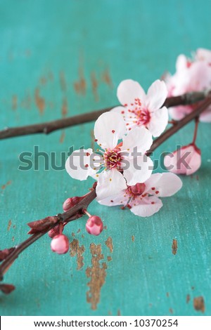 cherry tree branch tattoo. japanese cherry tree branch. JAPANESE CHERRY TREE BRANCH