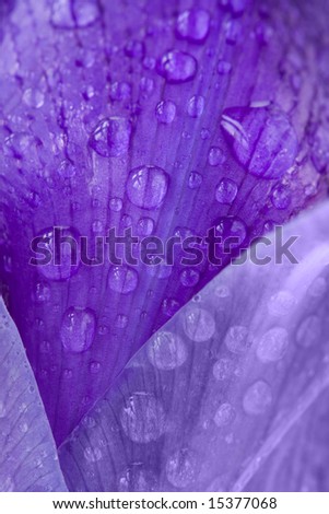 Iris Petal