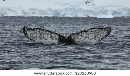 Humpback Whales in the Antarctic Sea