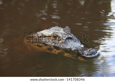 Alligator in the Swamp