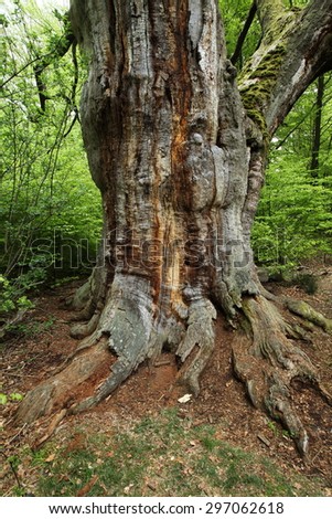 Old Oak in the Forest