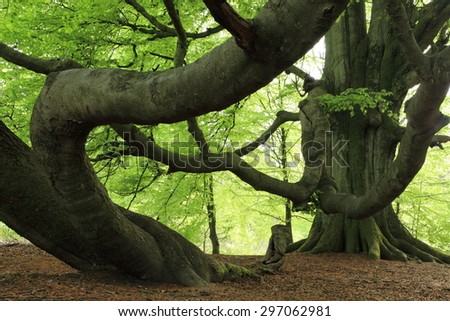 Old Beech in the Forest